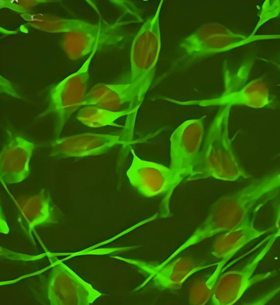 SLU-PP-332 Tablets use | Shaanxi BLOOM Tech Co., Ltd SLU-PP-332 Tablets use | Shaanxi BLOOM Tech Co., Ltd