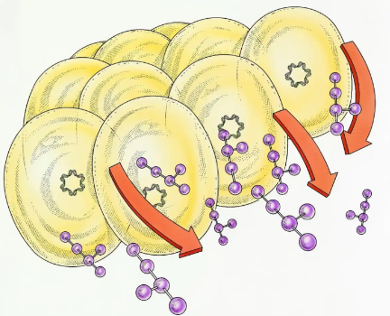 SLU-PP-332 For sale | Shaanxi BLOOM Tech Co., Ltd SLU-PP-332 For sale | Shaanxi BLOOM Tech Co., Ltd