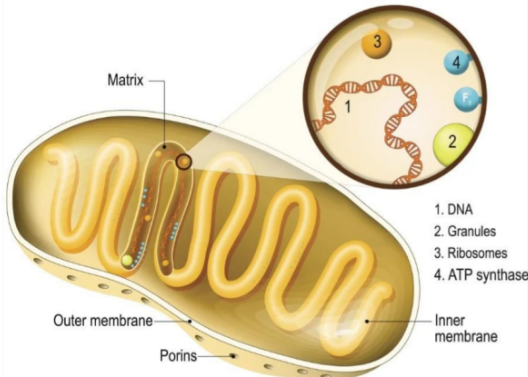 NAD+ 500mcg | Shaanxi BLOOM Tech Co., Ltd NAD+ 500mcg | Shaanxi BLOOM Tech Co., Ltd