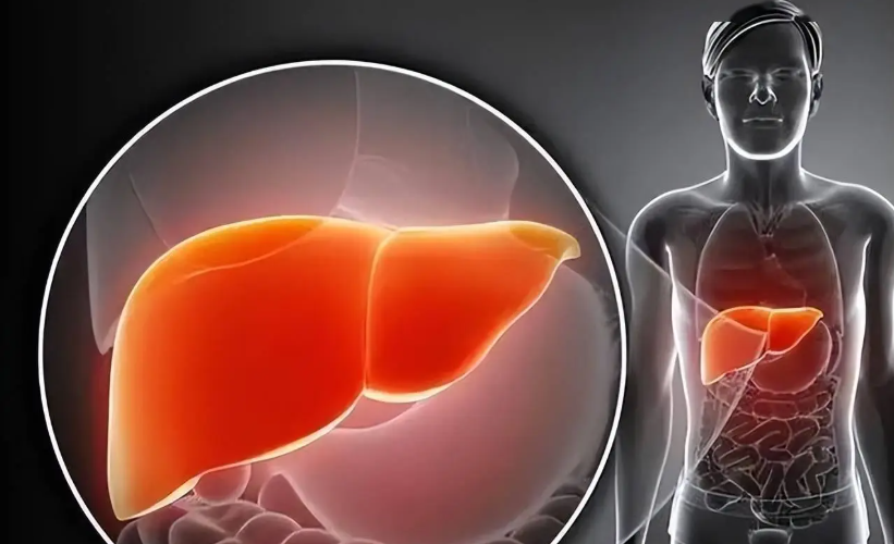 SLU-PP-332 liver | Shaanxi BLOOM Tech Co., Ltd SLU-PP-332 liver | Shaanxi BLOOM Tech Co., Ltd