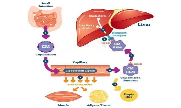 SLU-PP-332 For sale| Shaanxi BLOOM Tech Co., Ltd SLU-PP-332 For sale| Shaanxi BLOOM Tech Co., Ltd