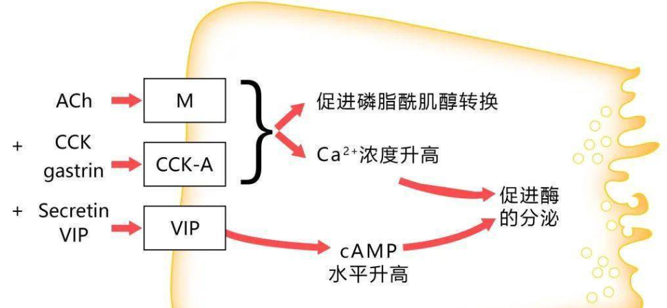 Bioglutide signal | Shaanxi BLOOM Tech Co., Ltd Bioglutide signal | Shaanxi BLOOM Tech Co., Ltd