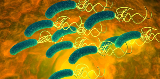 SLU-PP-332 for sale | Shaanxi BLOOM Tech Co., Ltd SLU-PP-332 for sale | Shaanxi BLOOM Tech Co., Ltd