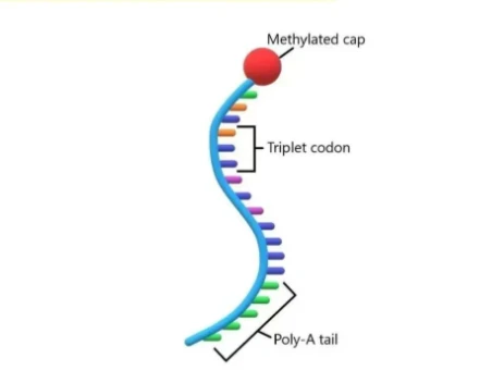 GS-441524 RNA | Shaanxi BLOOM Tech Co., Ltd GS-441524 RNA | Shaanxi BLOOM Tech Co., Ltd